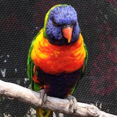 TML Trader avatar